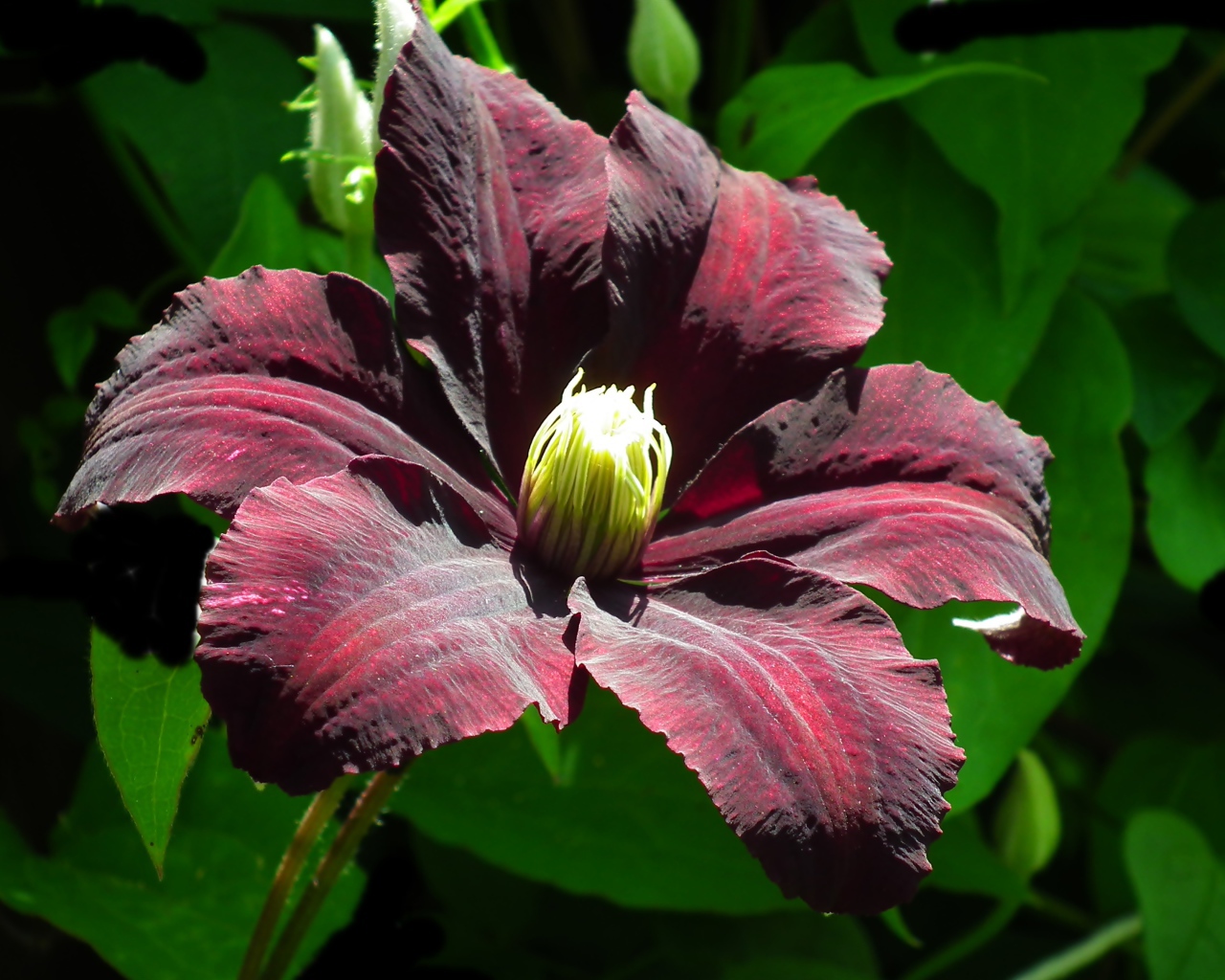 Бордовый цветок клематиса крупным планом