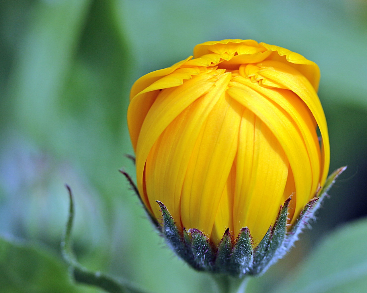 Распускающийся бутон рудбекии крупным планом