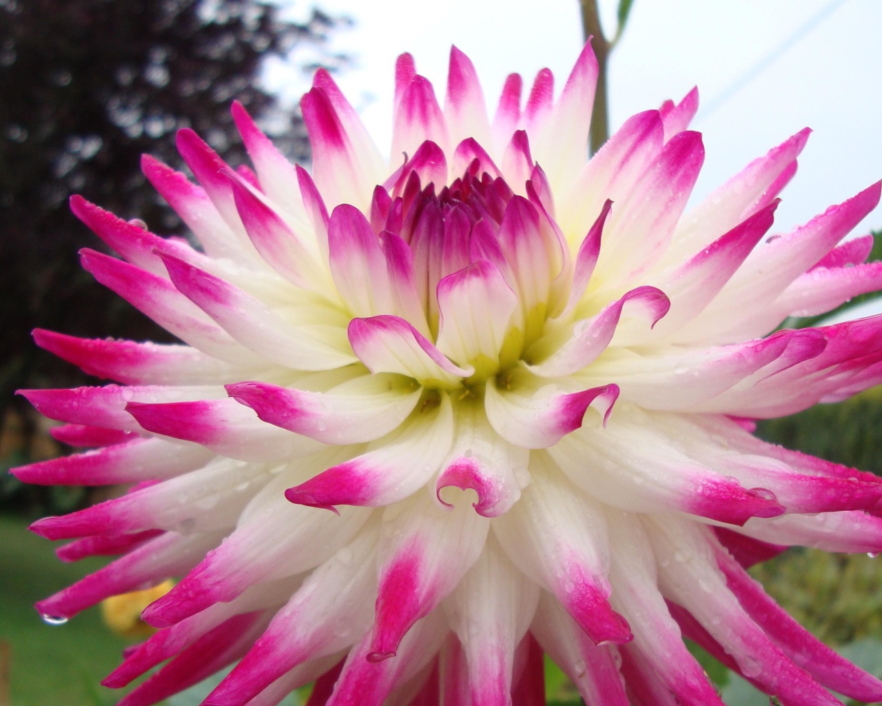 Цветок георгин с розово-белыми лепестками крупным планом