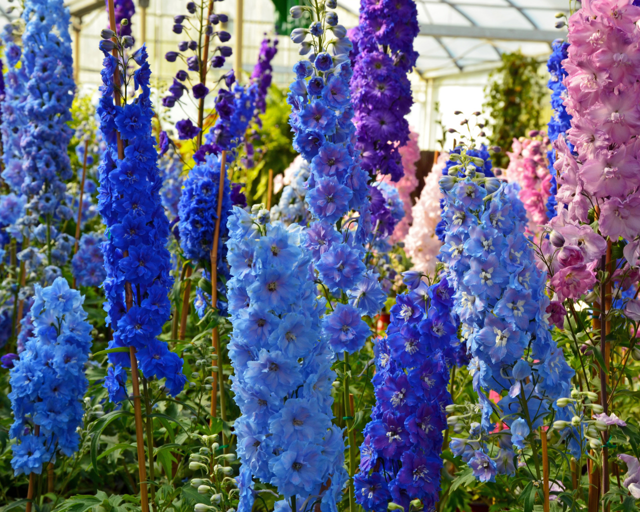 Разноцветные цветы дельфиниум в оранжерее