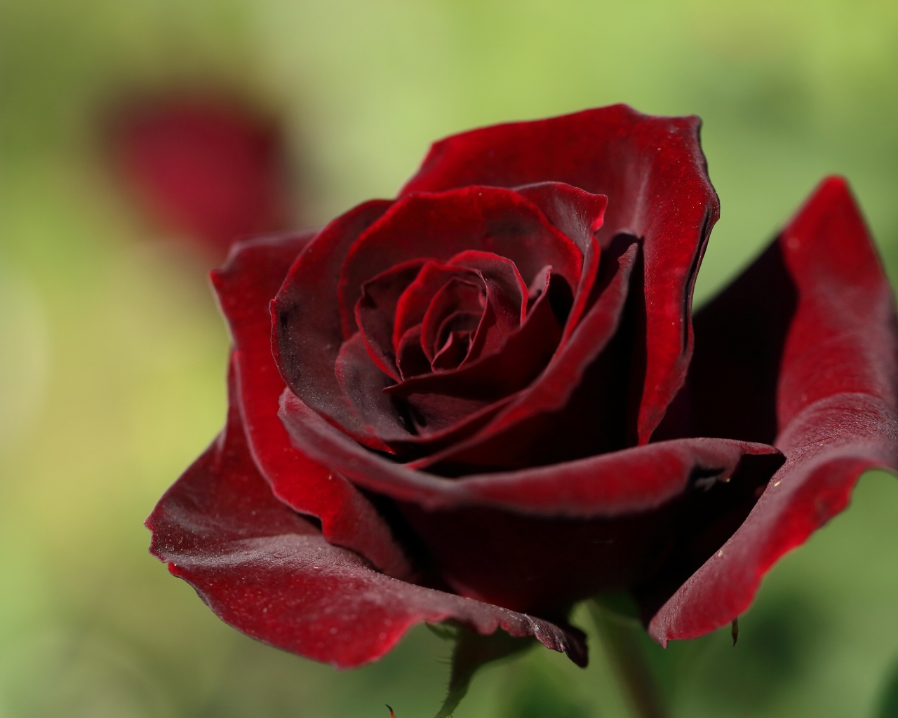 Темная бордовая роза крупным планом