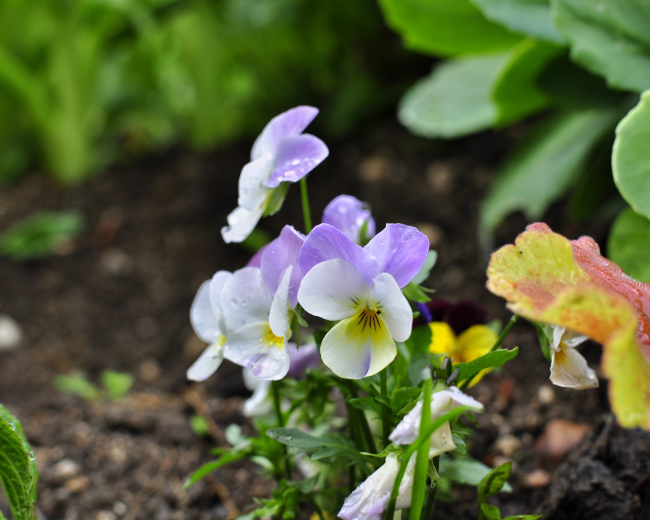 Нежный сиреневый цветок анютины глазки 
