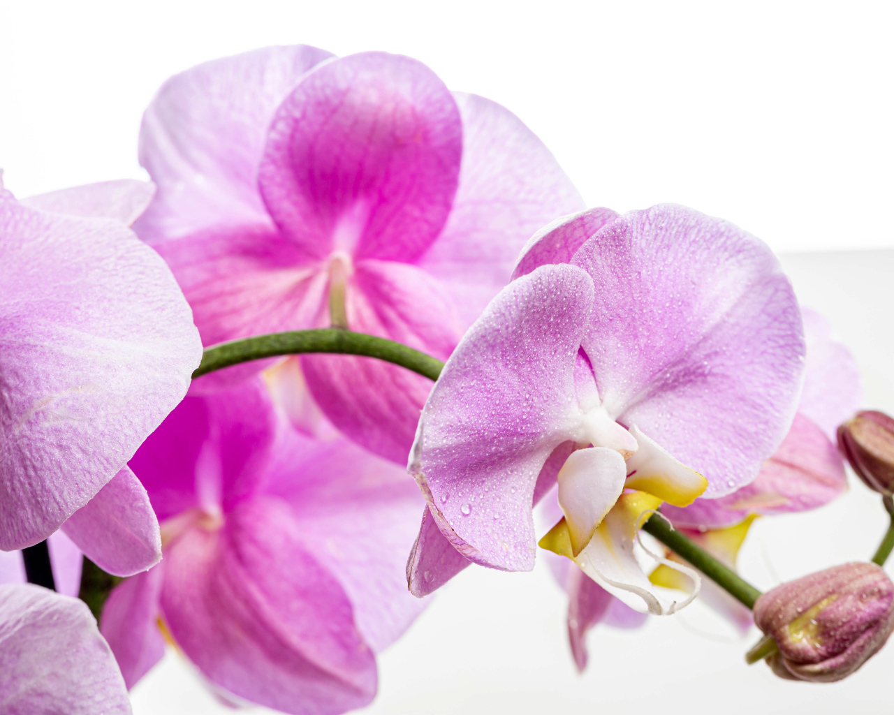 Нежная розовая хризантема с бутонами на белом фоне 