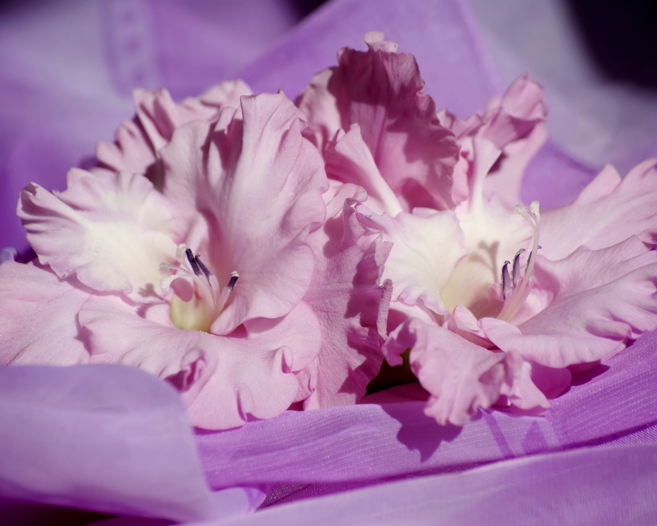 Нежные розовые цветы гладиолусы на сиреневой ткани