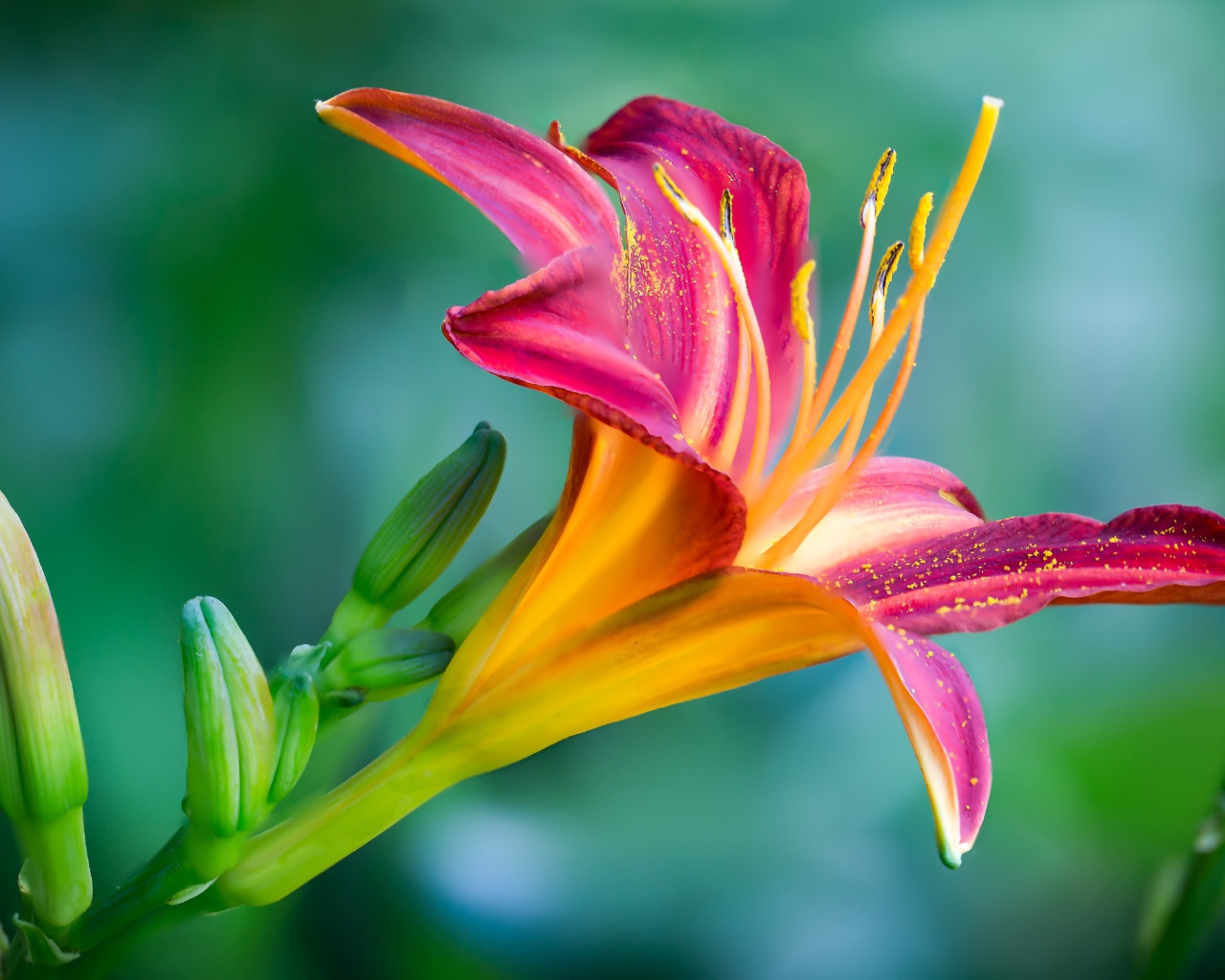 Нежная розовая лилия с бутонами на зеленом фоне крупным планом