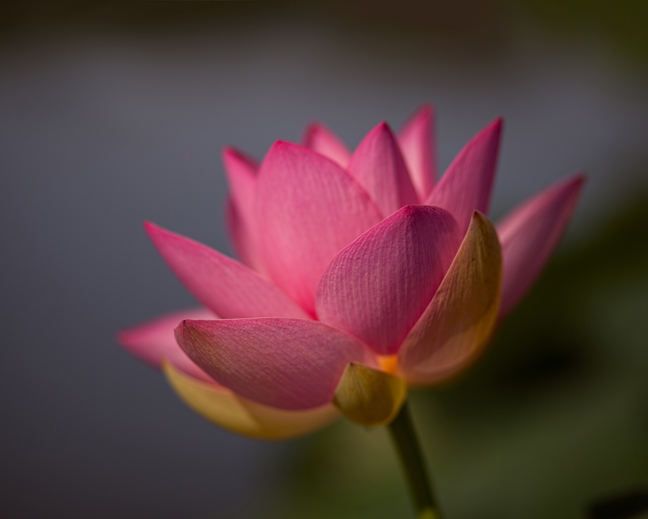 Нежный розовый цветок лотоса крупным планом на сером фоне