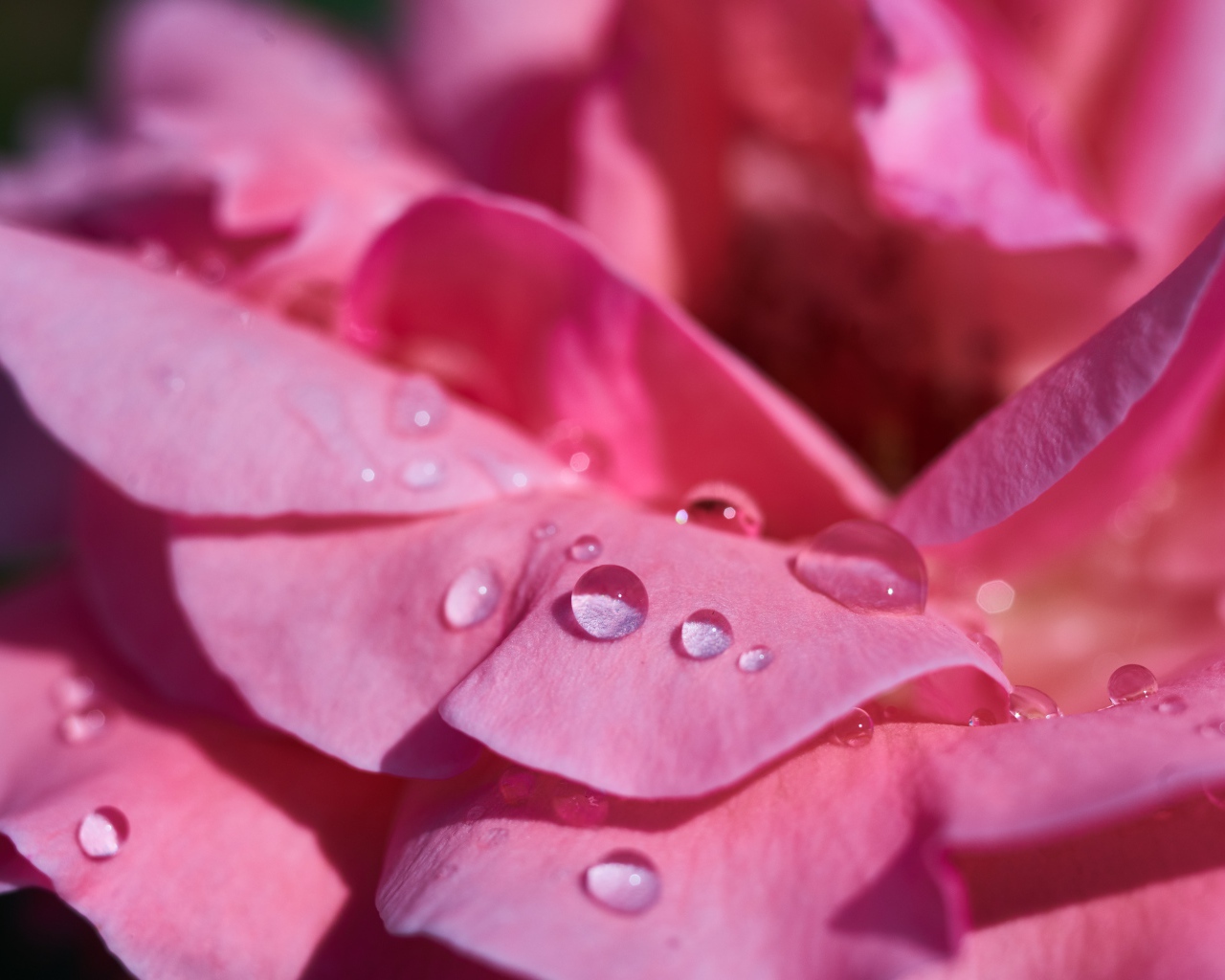 Нежные розовые лепестки розы в каплях росы