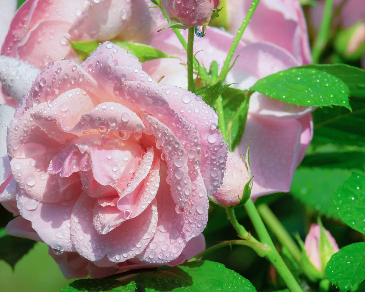 Нежные розовые розы в каплях росы с зелеными листьями 