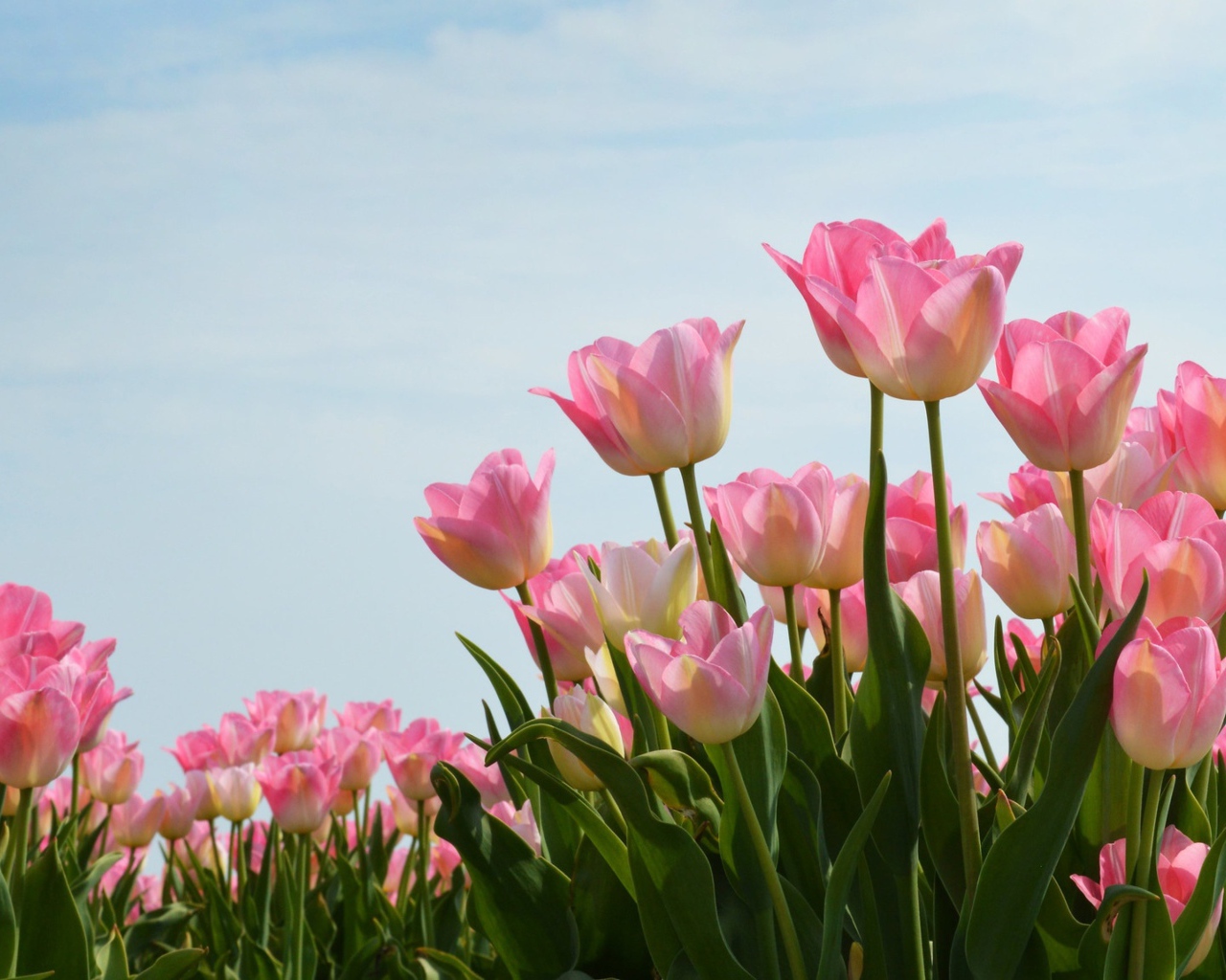 Нежные розовые тюльпаны на фоне голубого неба
