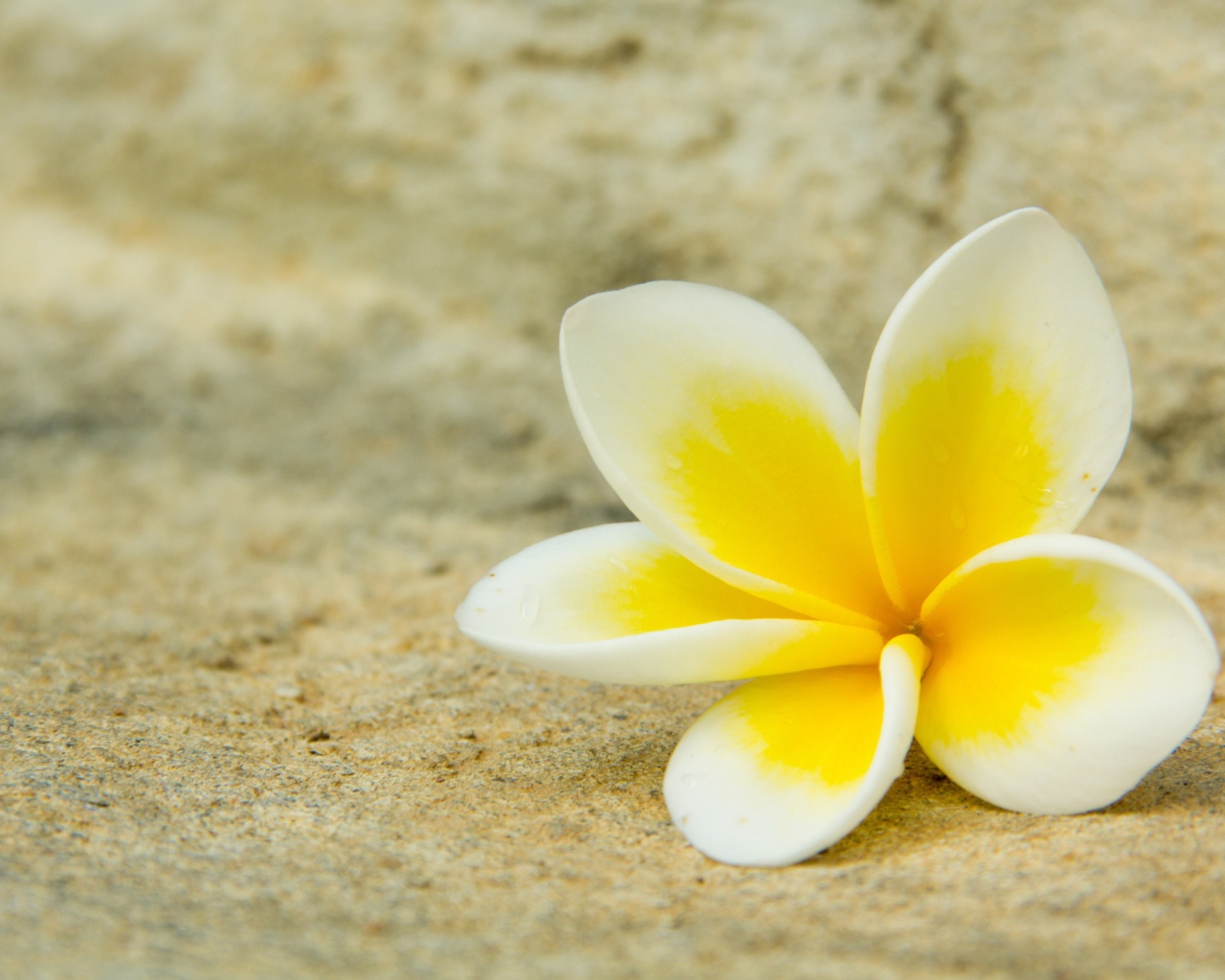 Нежный цветок плюмерии лежит на песке