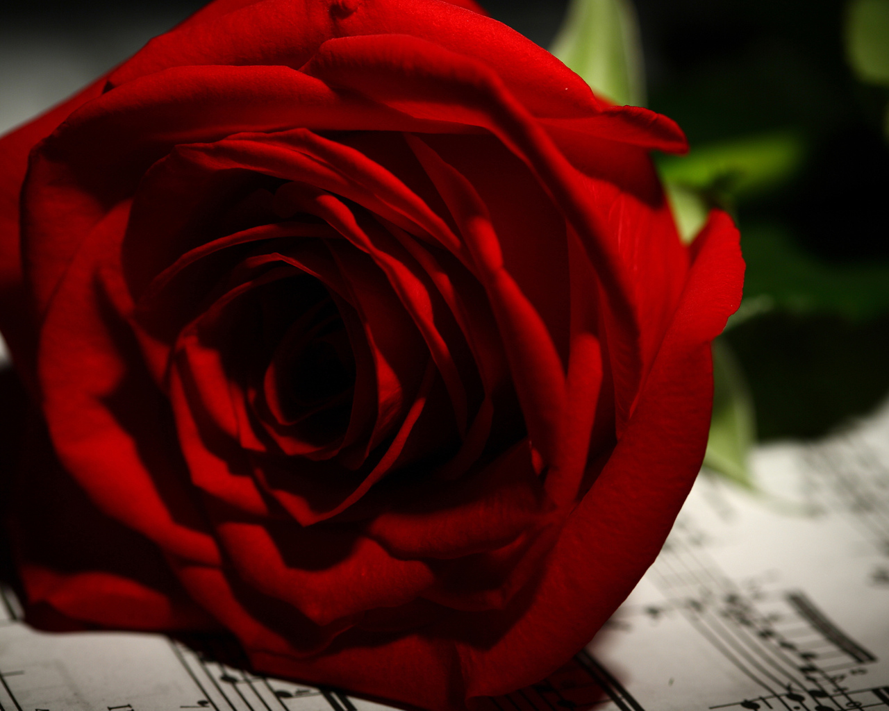 Нежная красная роза лежит на нотах 