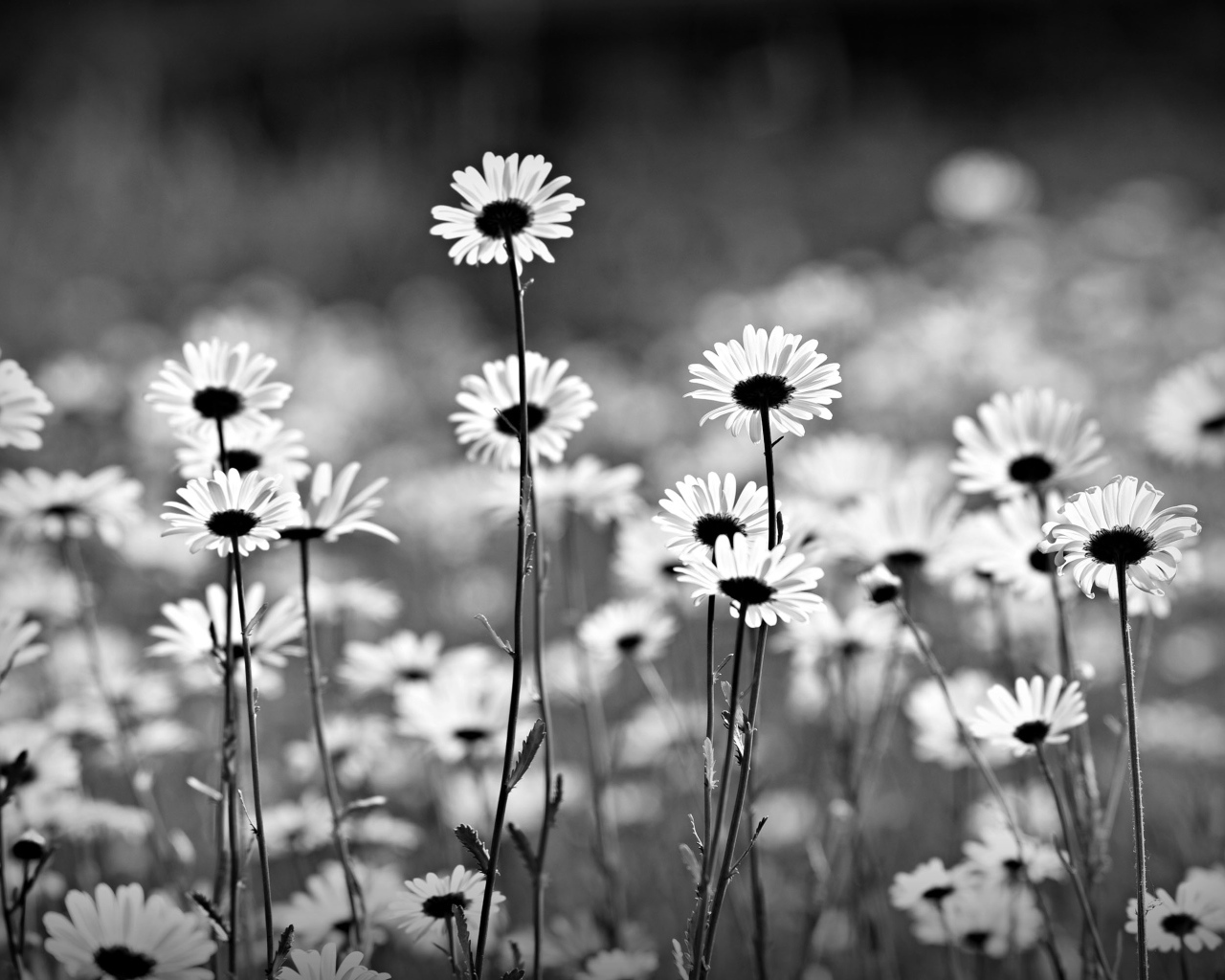 Нежные белые ромашки черно белое фото 