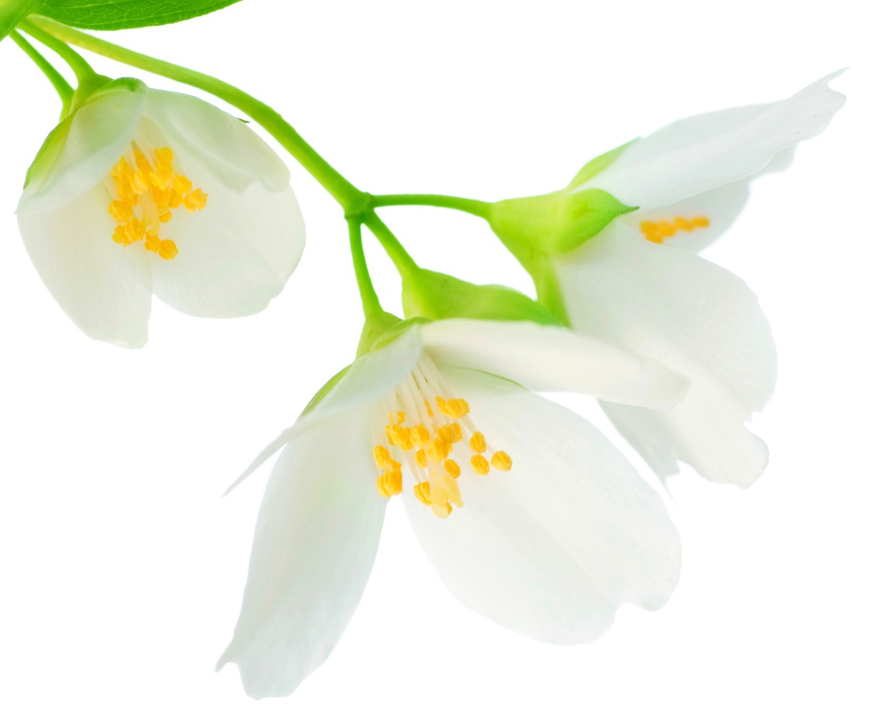 Нежные белые цветы жасмина на белом фоне крупным планом