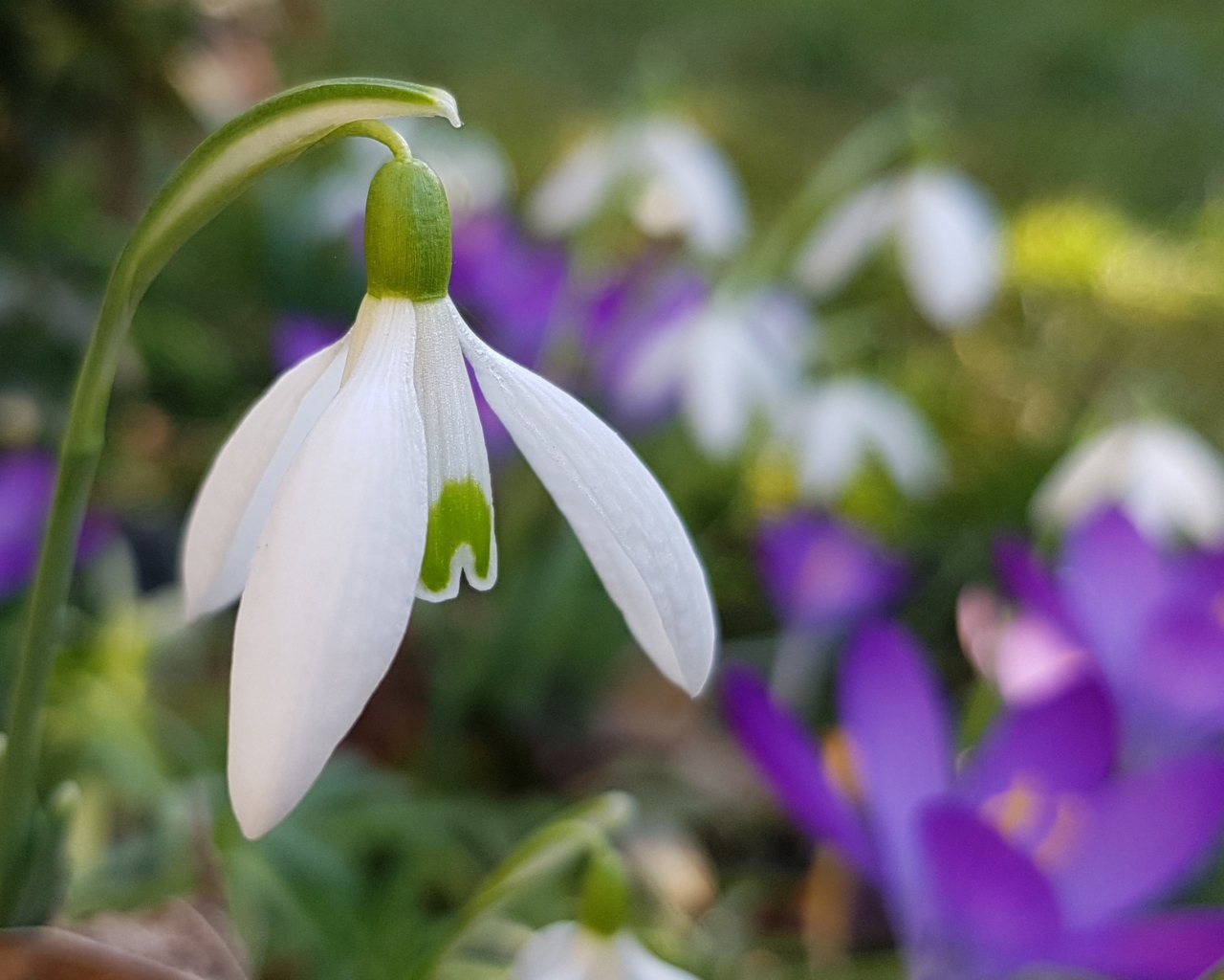 Нежный белый подснежник крупным планом 