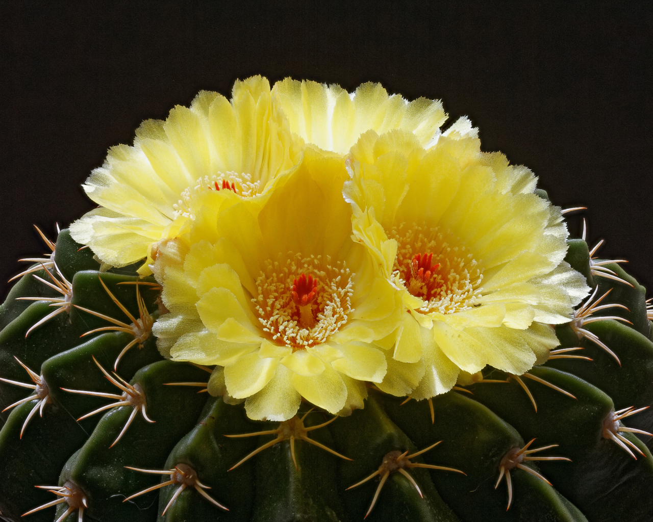 Нежные желтые цветы на зеленом колючем кактусе