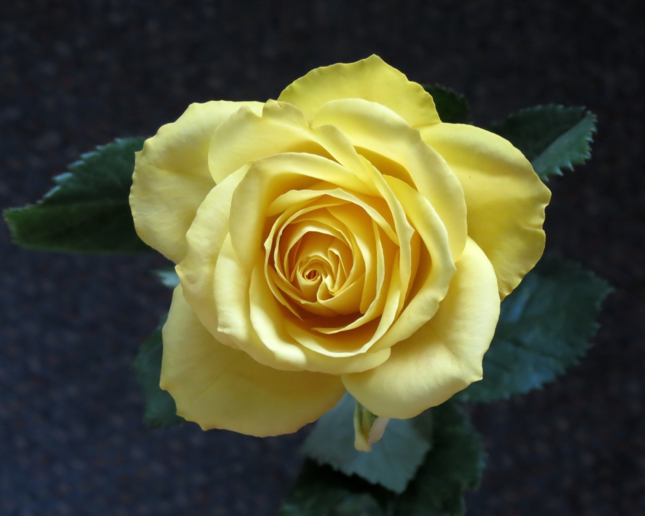 Нежная желтая роза вид сверху крупным планом