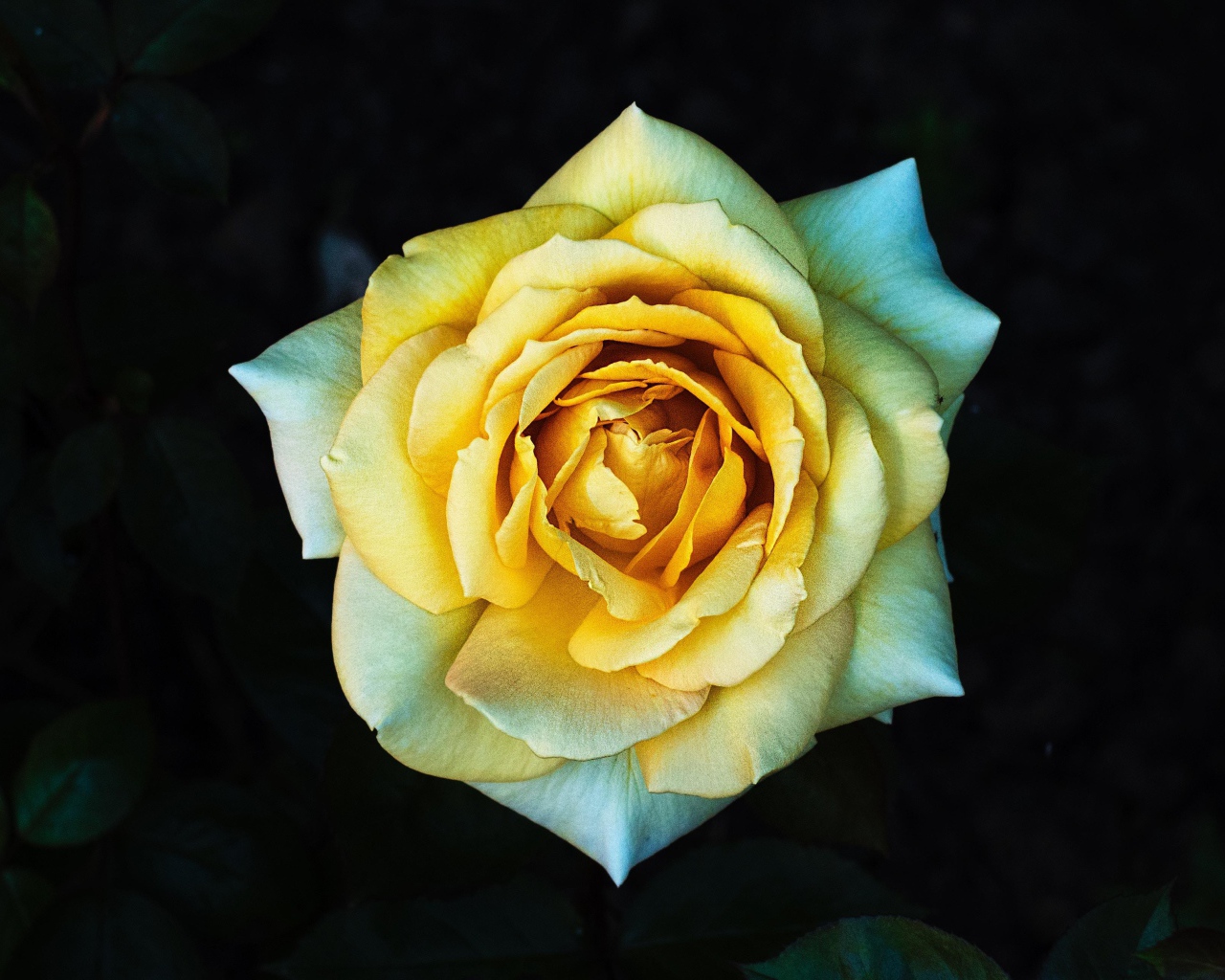 Нежная желтая роза крупным планом вид сверху