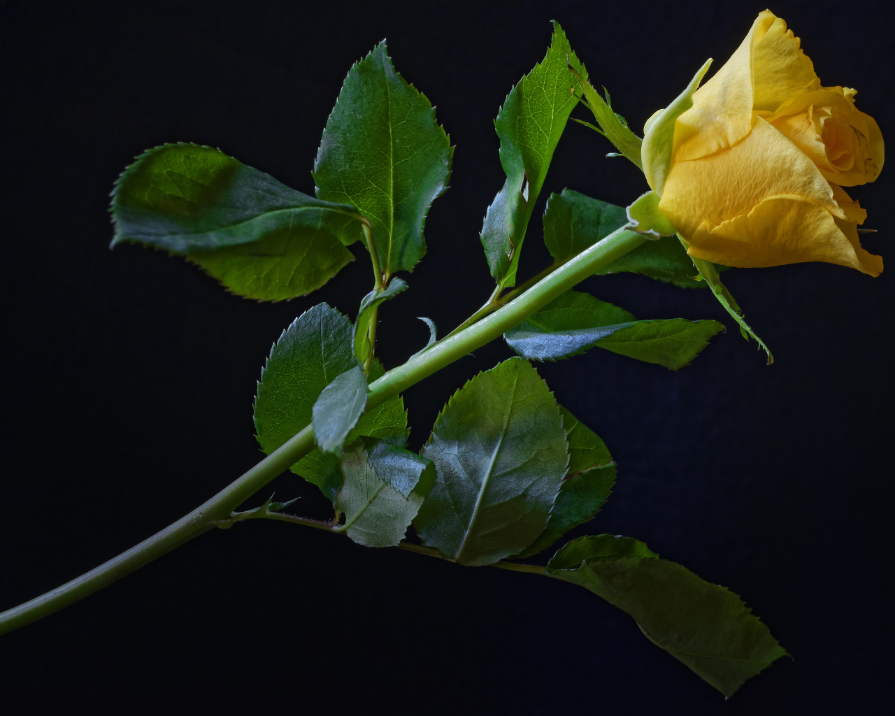 Нежная желтая роза с зелеными листьями на черном фоне