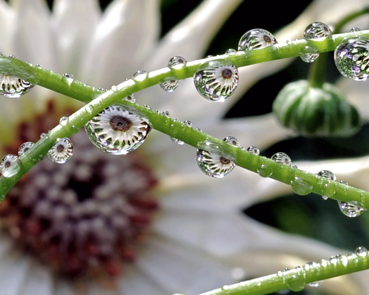 Капли на зеленых стеблях цветка