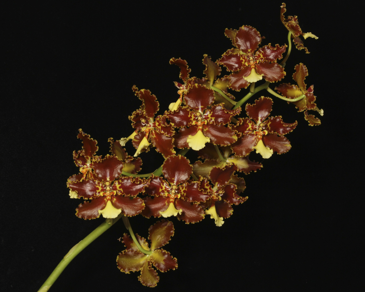 Экзотическая коричневая орхидея на черном фоне