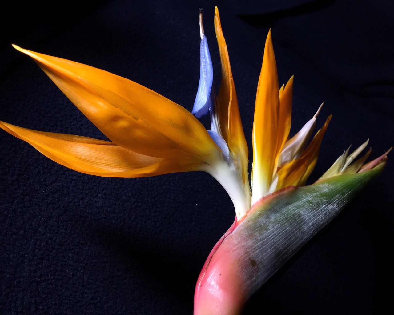 Экзотический цветок стрелиция на черном фоне