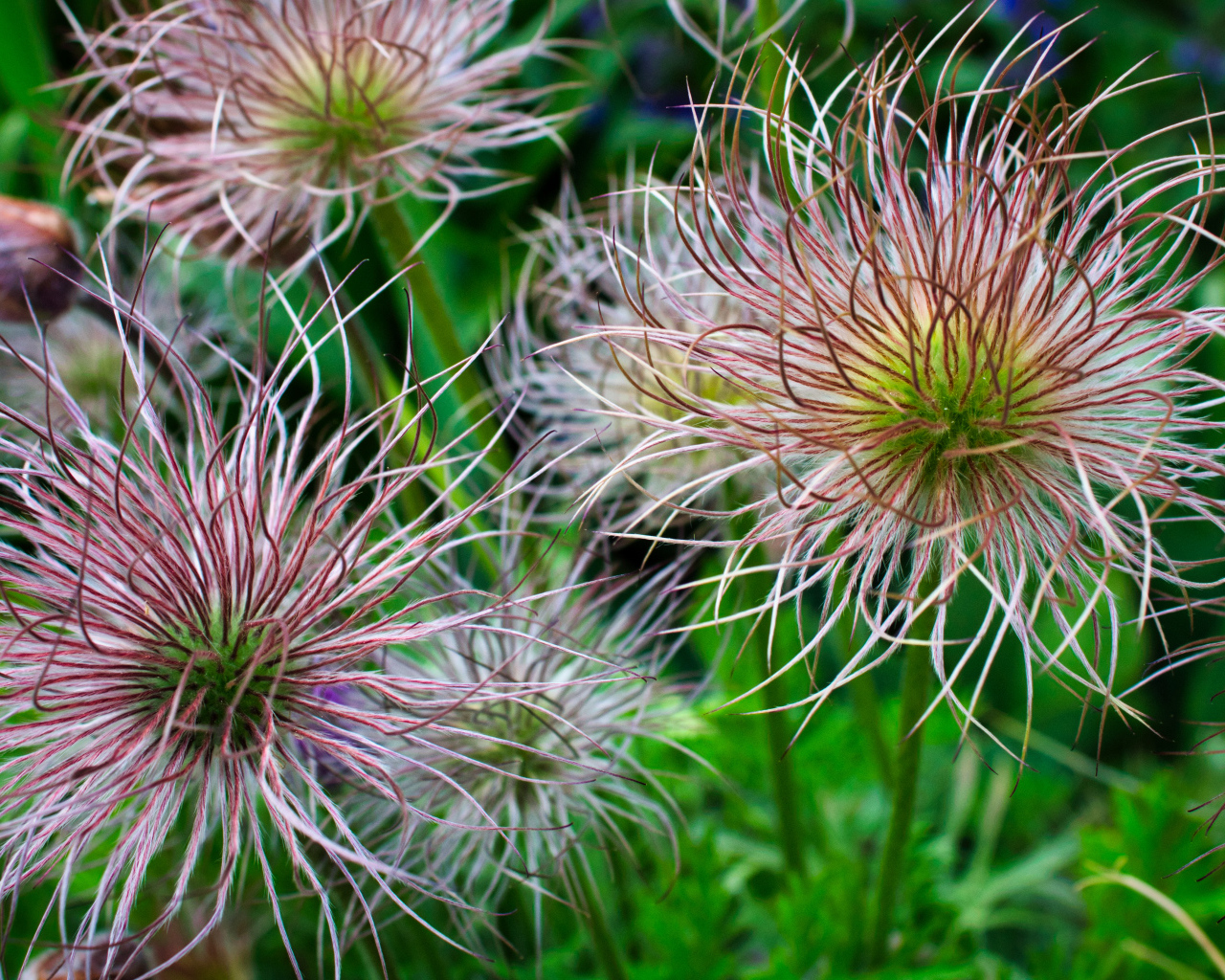 Необычные цветы на клумбе