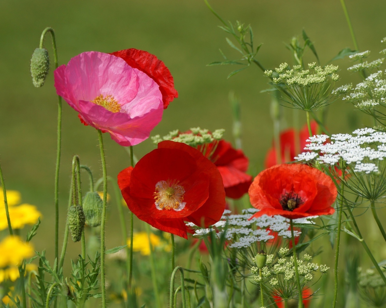 Полевые маки и кашка в поле