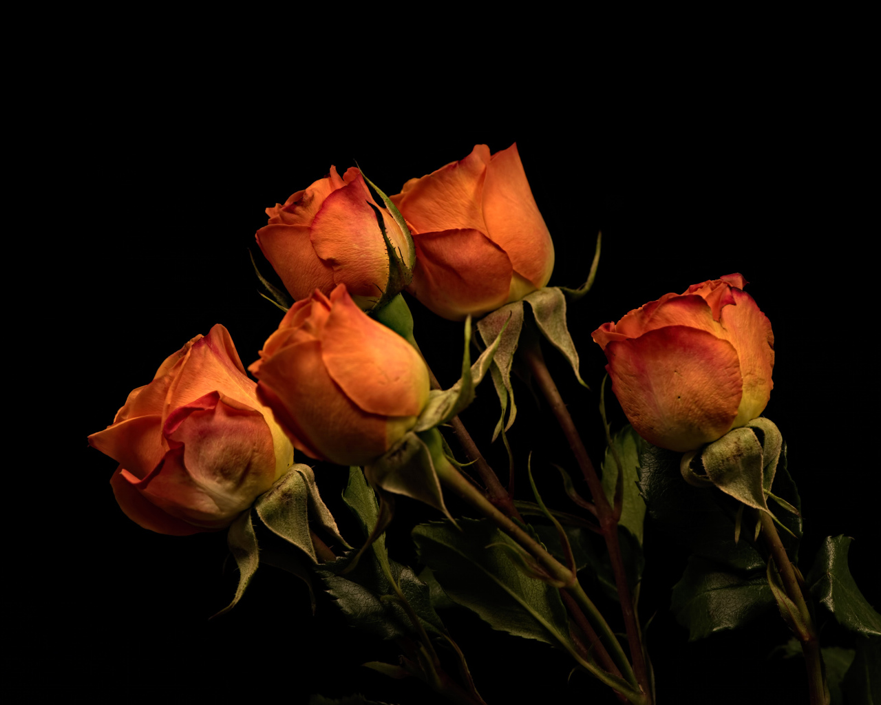 Пять оранжевых роз на черном фоне