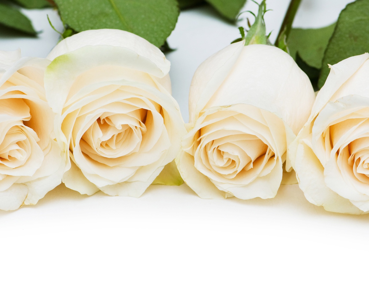 Четыре нежные белые розы на белом фоне