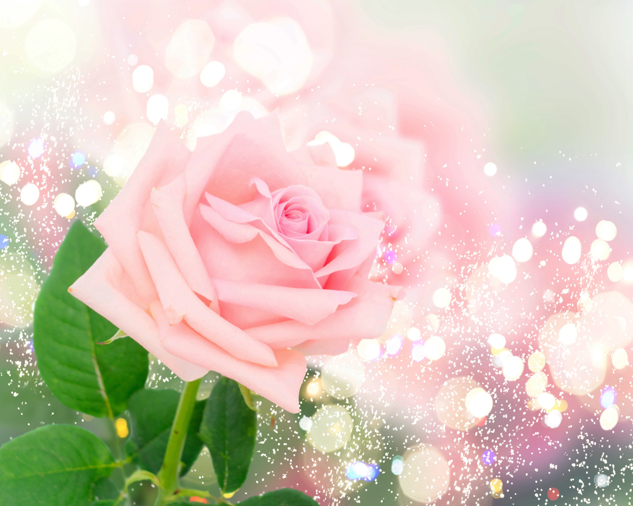 Ароматная розовая роза на ярком фоне с бликами