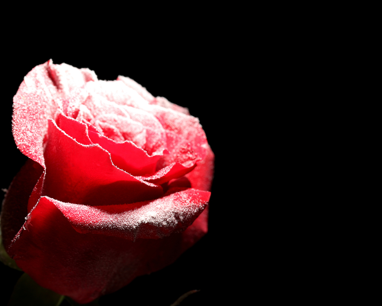 Покрытая инеем красная роза на черном фоне