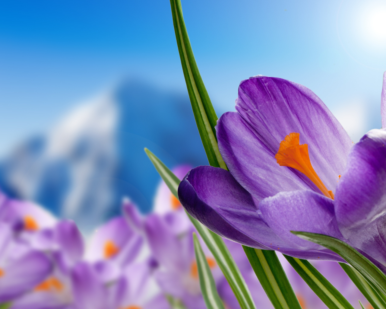 Нежный сиреневый альпийский крокус крупным планом