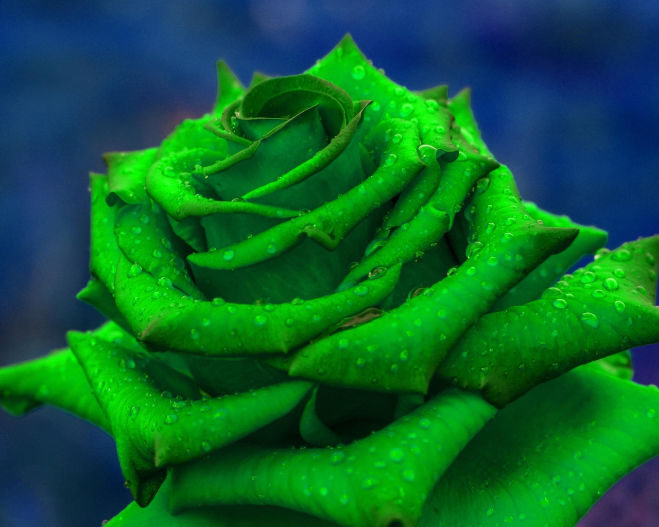 Зеленая роза  в каплях росы крупным планом