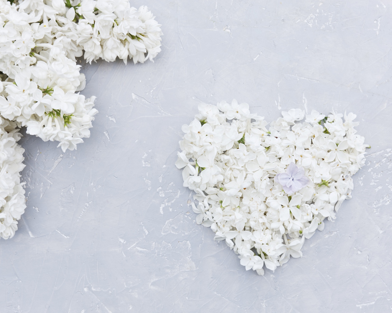 Сердце из цветов белой сирени на сером фоне