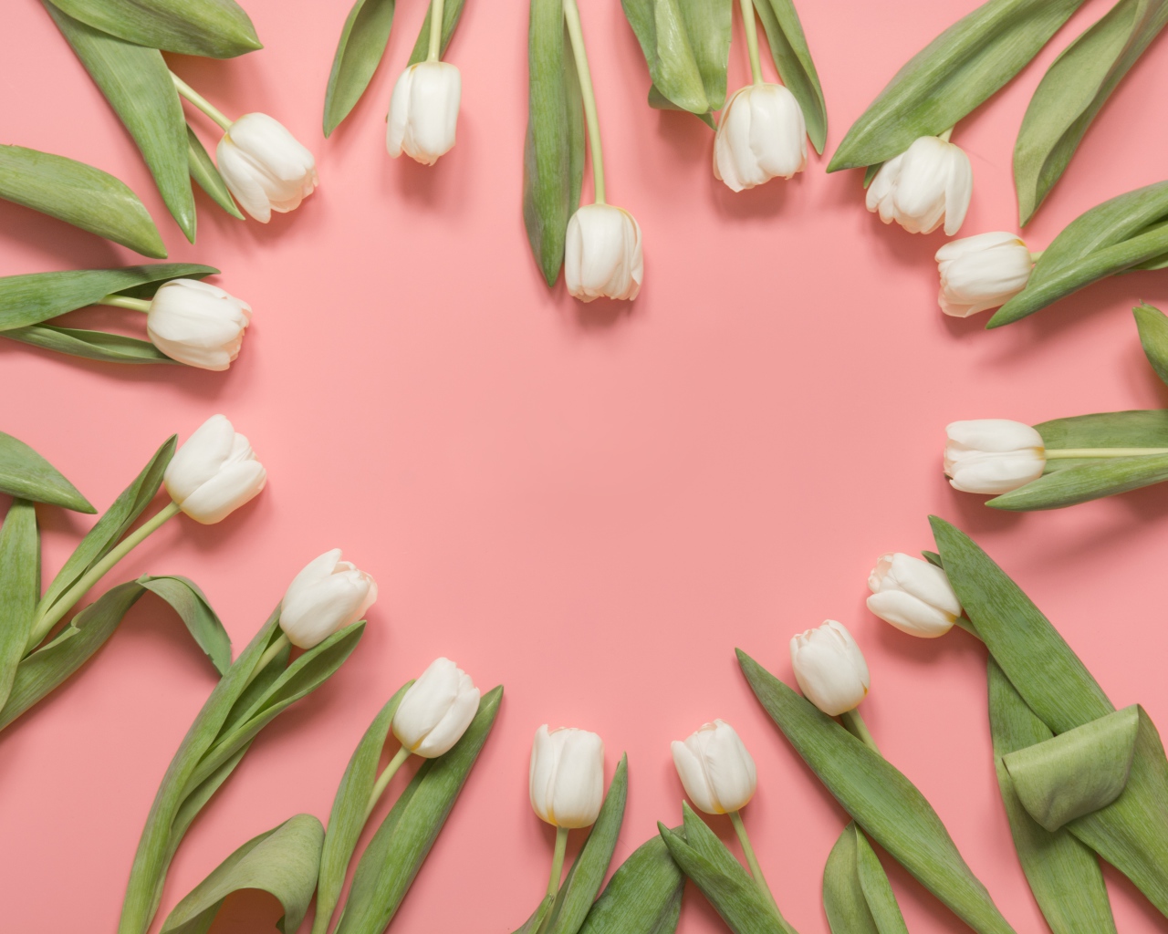 Сердце из белых тюльпанов на розовом фоне