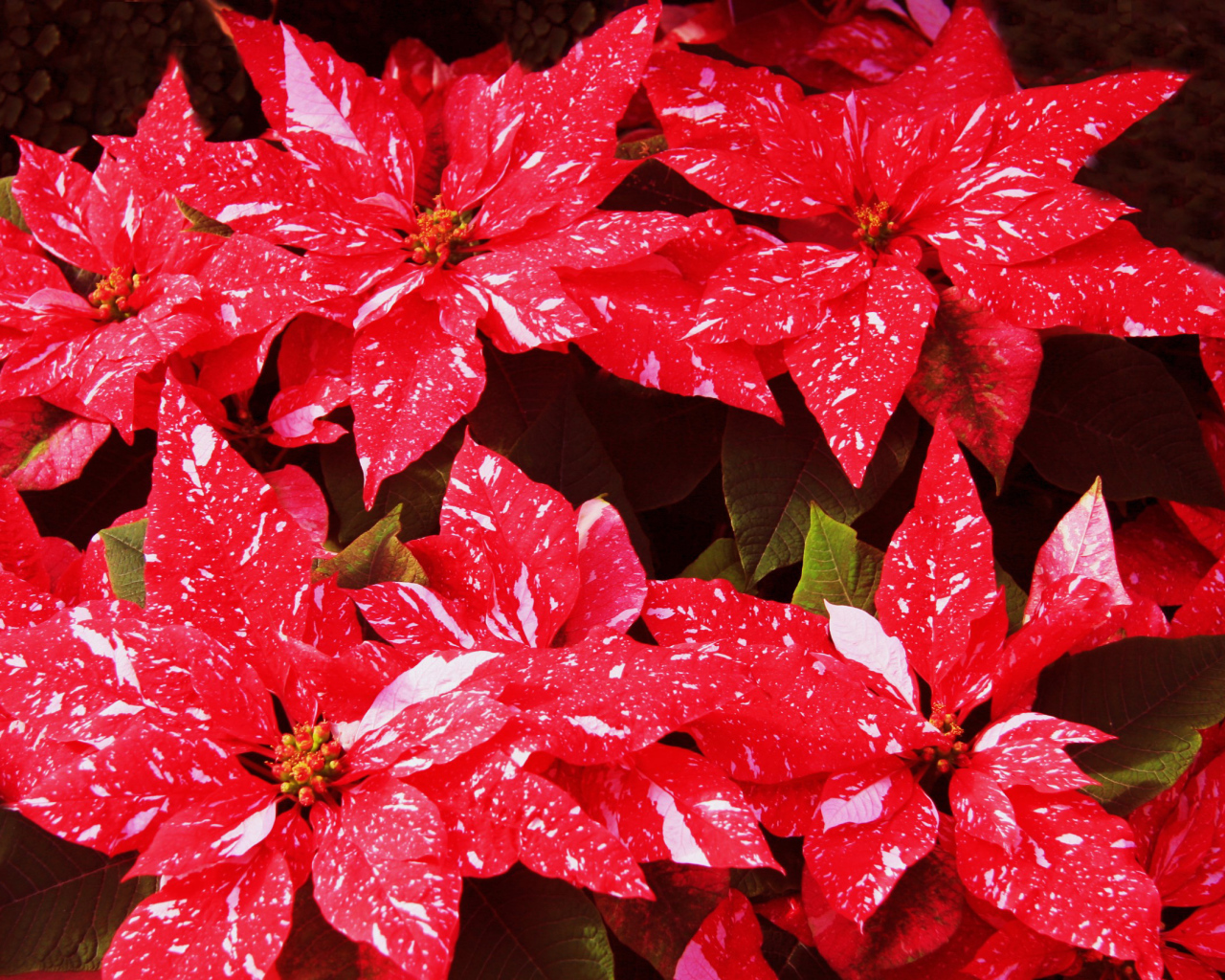 Комнатное растение молочай с красными листьями