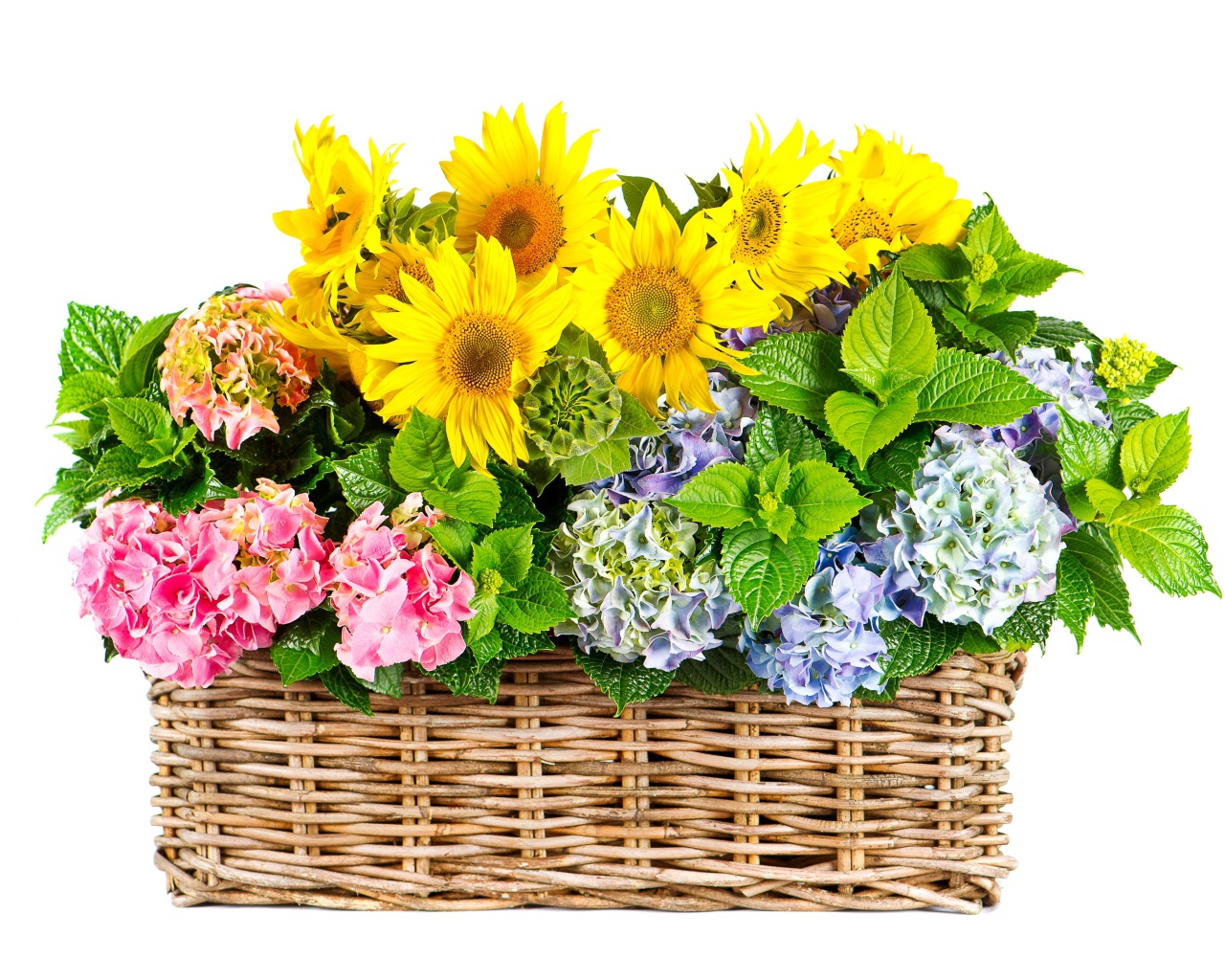 Гортензии с подсолнухами в плетеной корзине на белом фоне