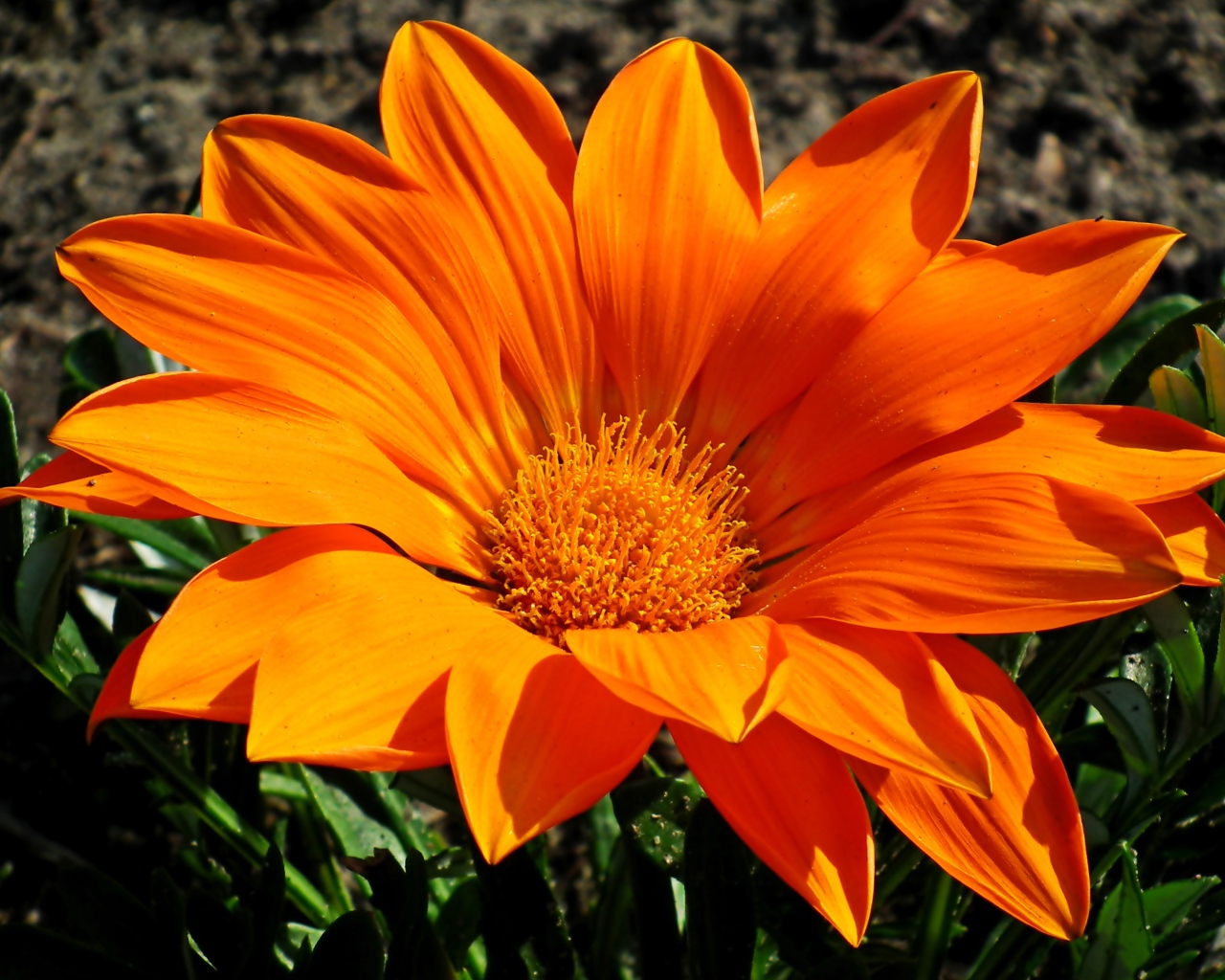 Большая оранжевая газания на клумбе