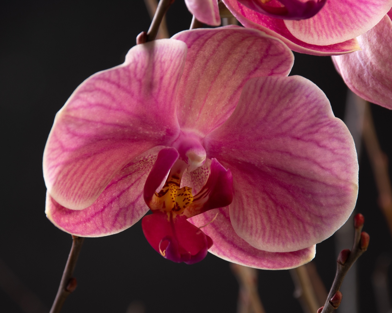 Большой розовый цветок орхидеи крупным планом