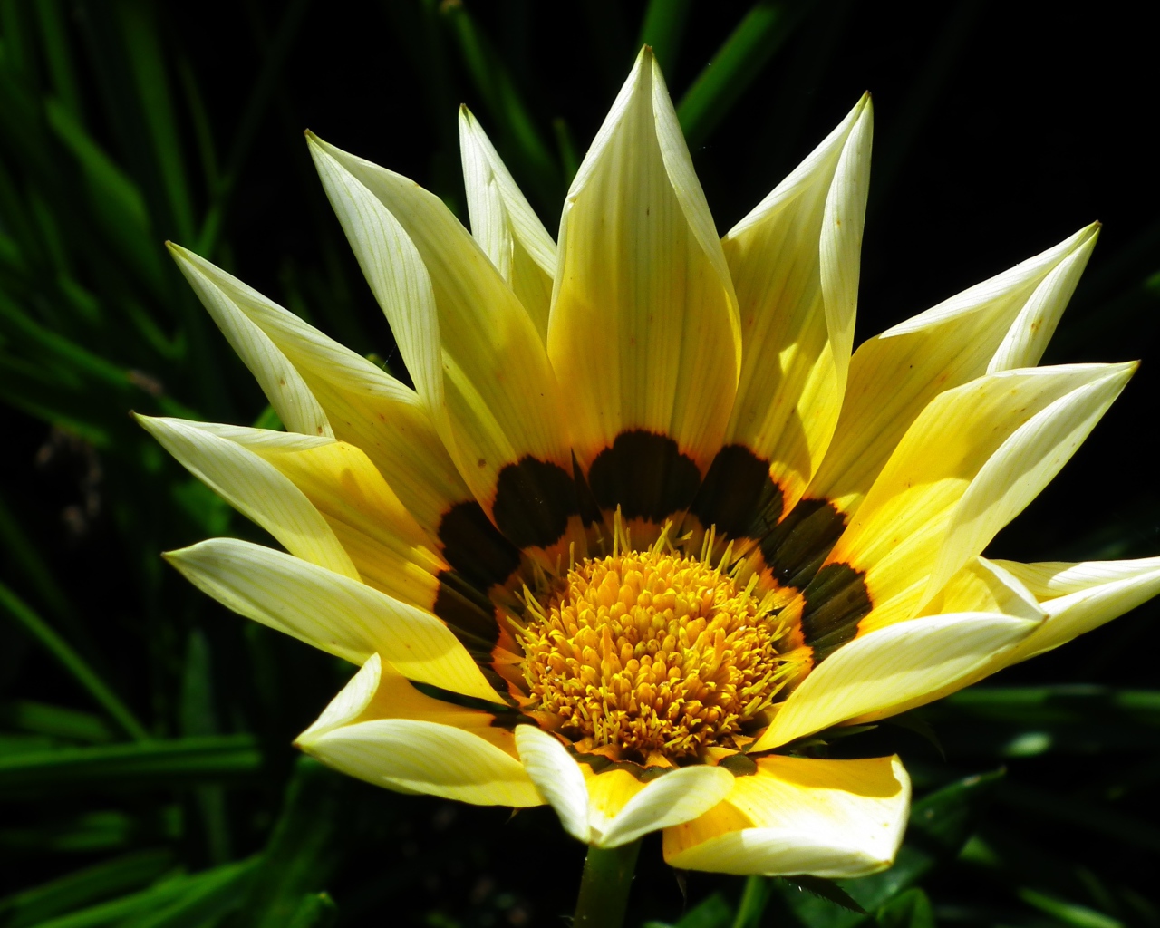 Крупная желтая газания на клумбе