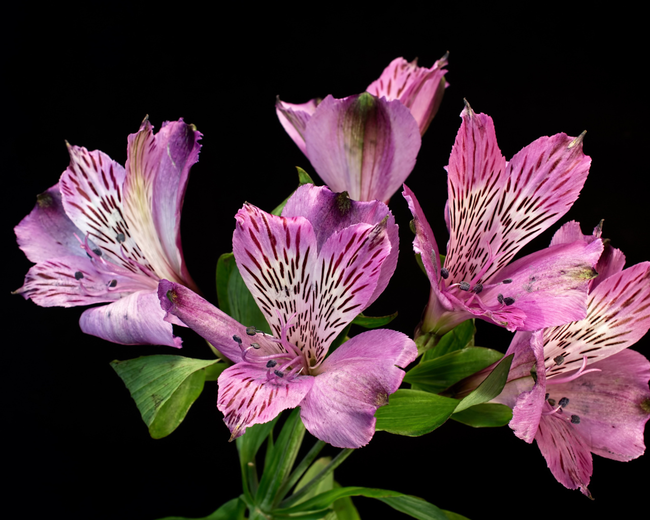 Сиреневые цветы альстромерия на черном фоне