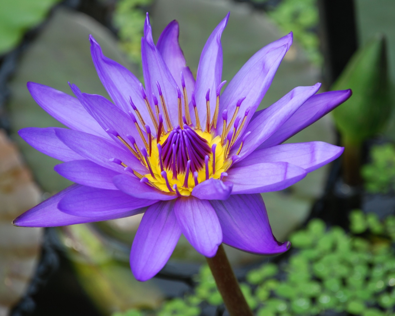 Сиреневый красивый цветок лотоса в воде