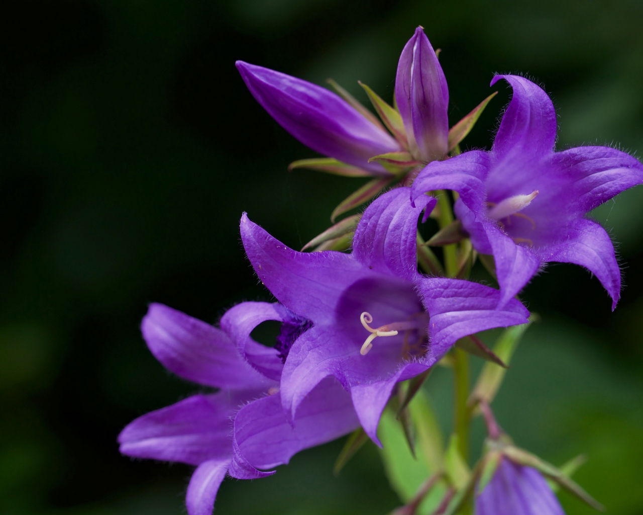 Сиреневые колокольчики крупным планом