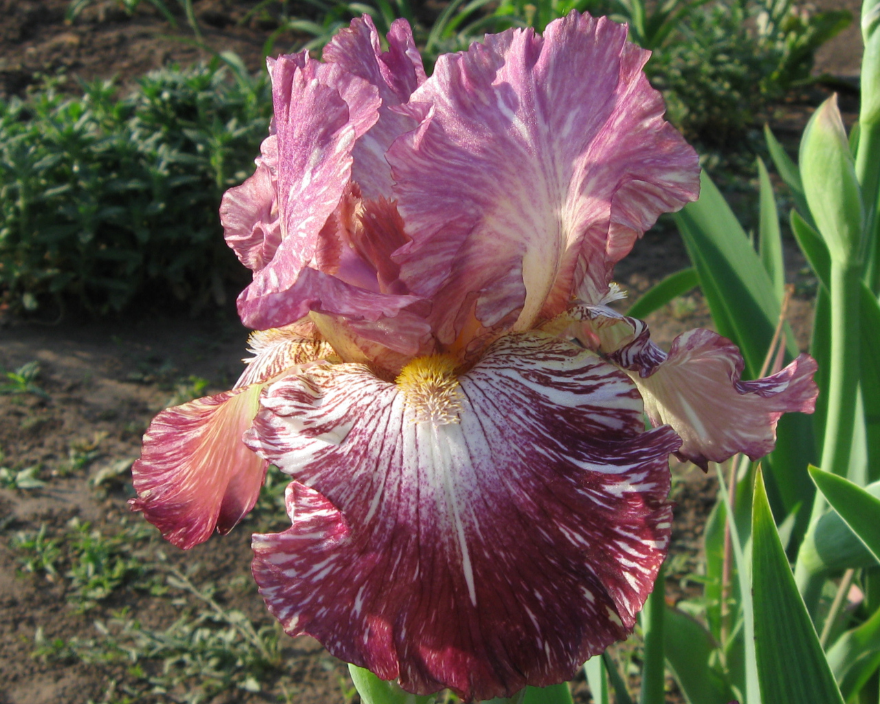 Сиреневый цветок ириса крупным планом