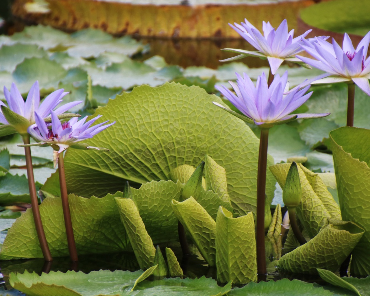Сиреневые цветы лотоса в воде с большими зелеными листьями 