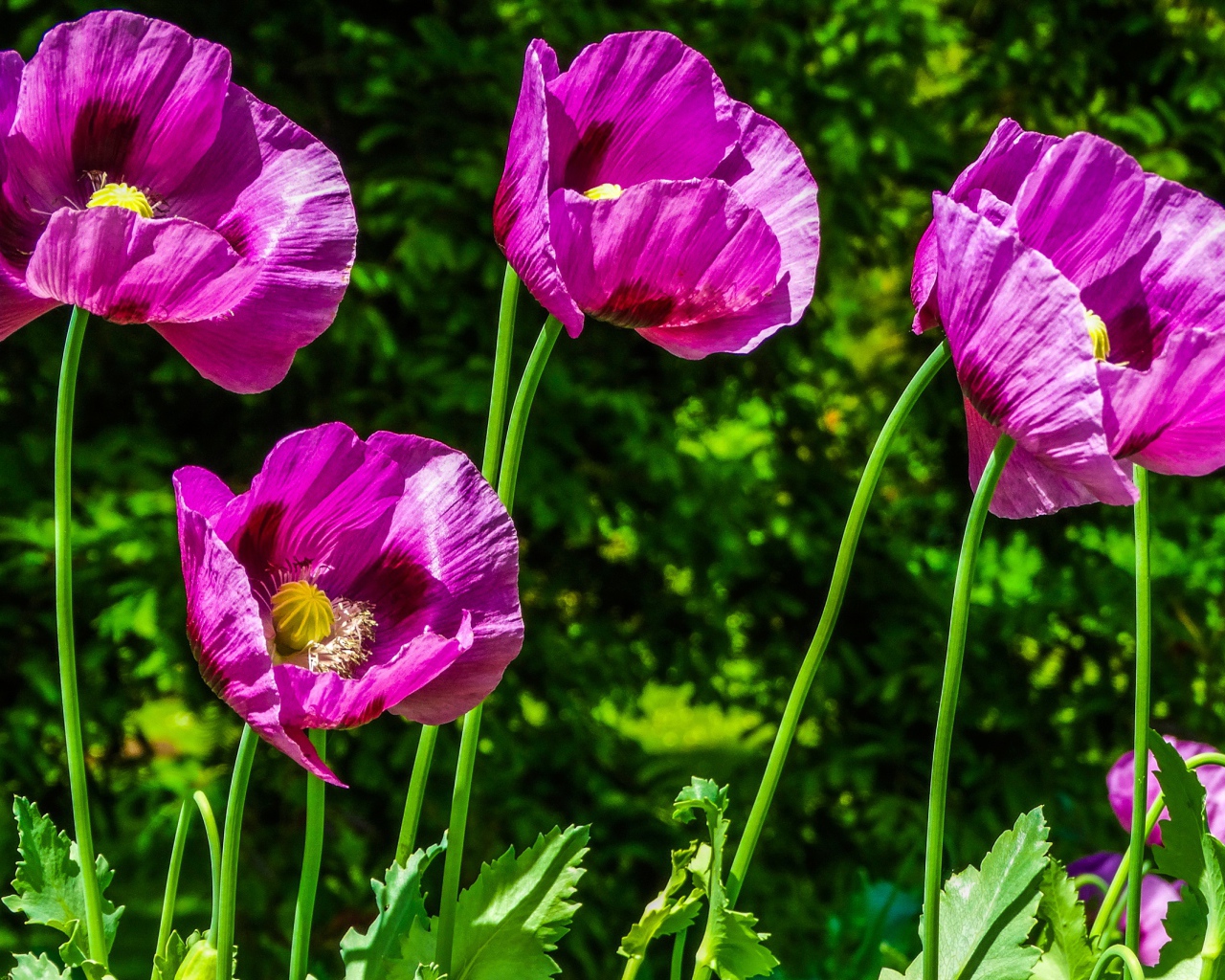 Сиреневые маки на поле в лучах солнца летом