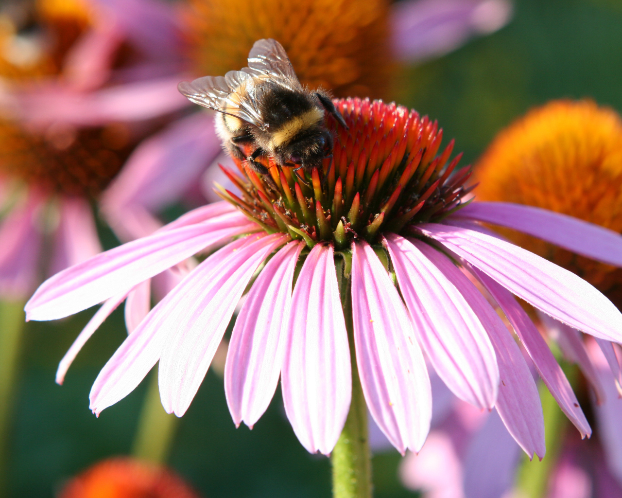 Маленькая пчела собирает нектар с цветка эхинацеи