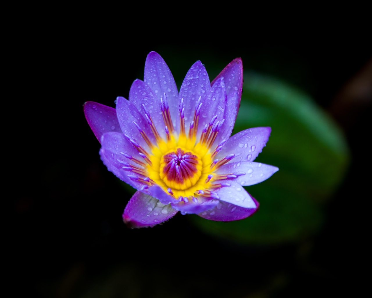 Маленькая фиолетовая водяная лилия крупным планом