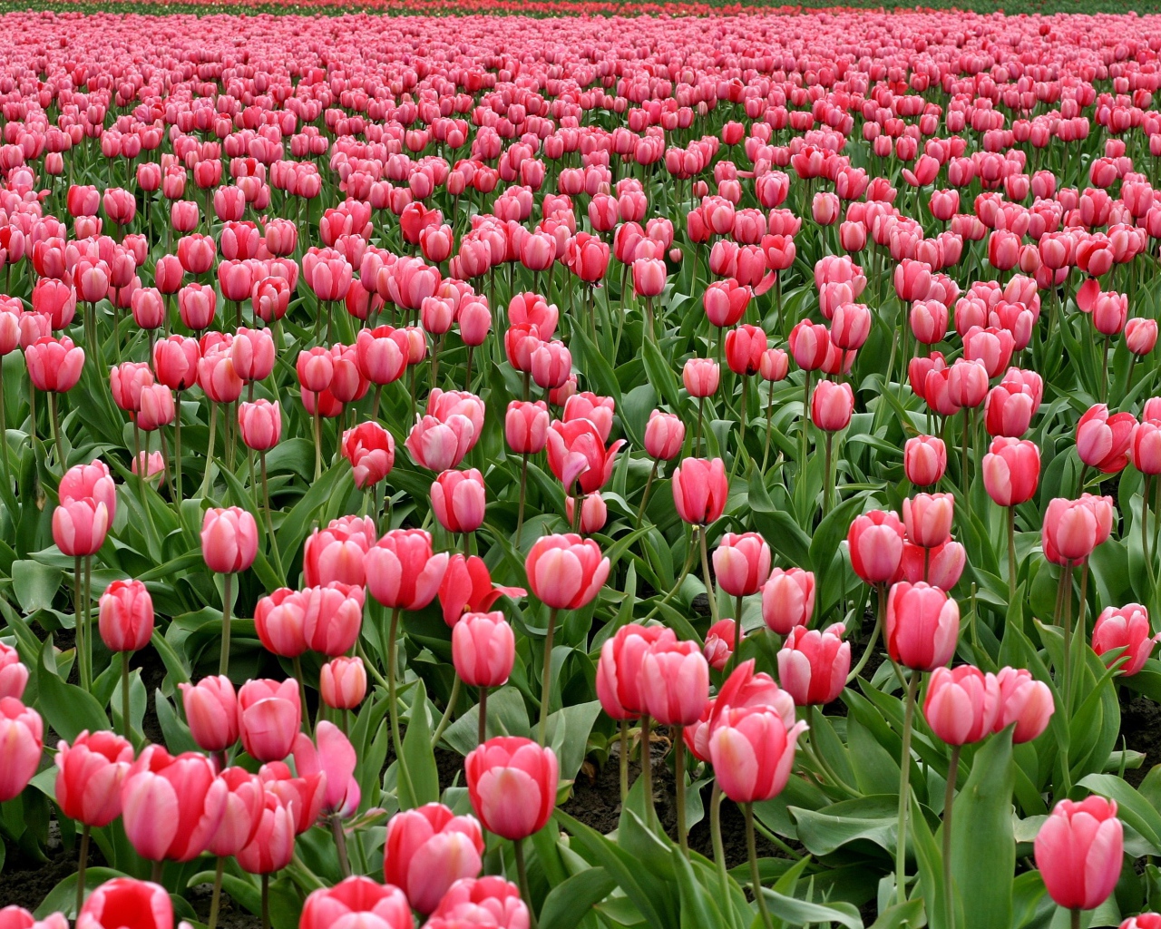 Много красивых розовых тюльпанов на поле