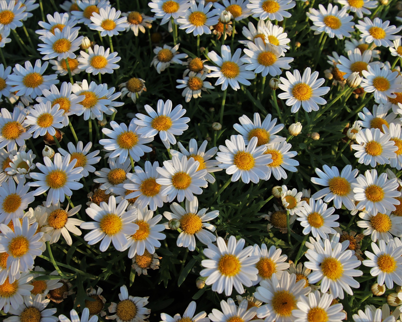 Много маленьких белых ромашек на клумбе